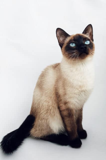 12 Sensational Siamese Cat Names 2022 Youll Love I Discerning Cat
