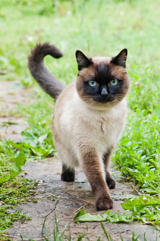Brownish Siamese cat walking while its tail is pointed upwards.