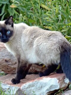 Siamese cat with blue eyes.