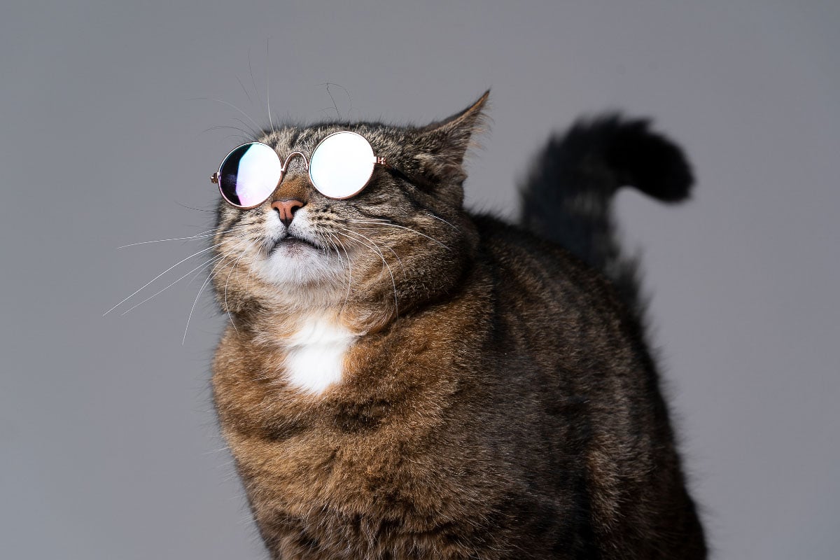 tabby cat wearing sunglasses