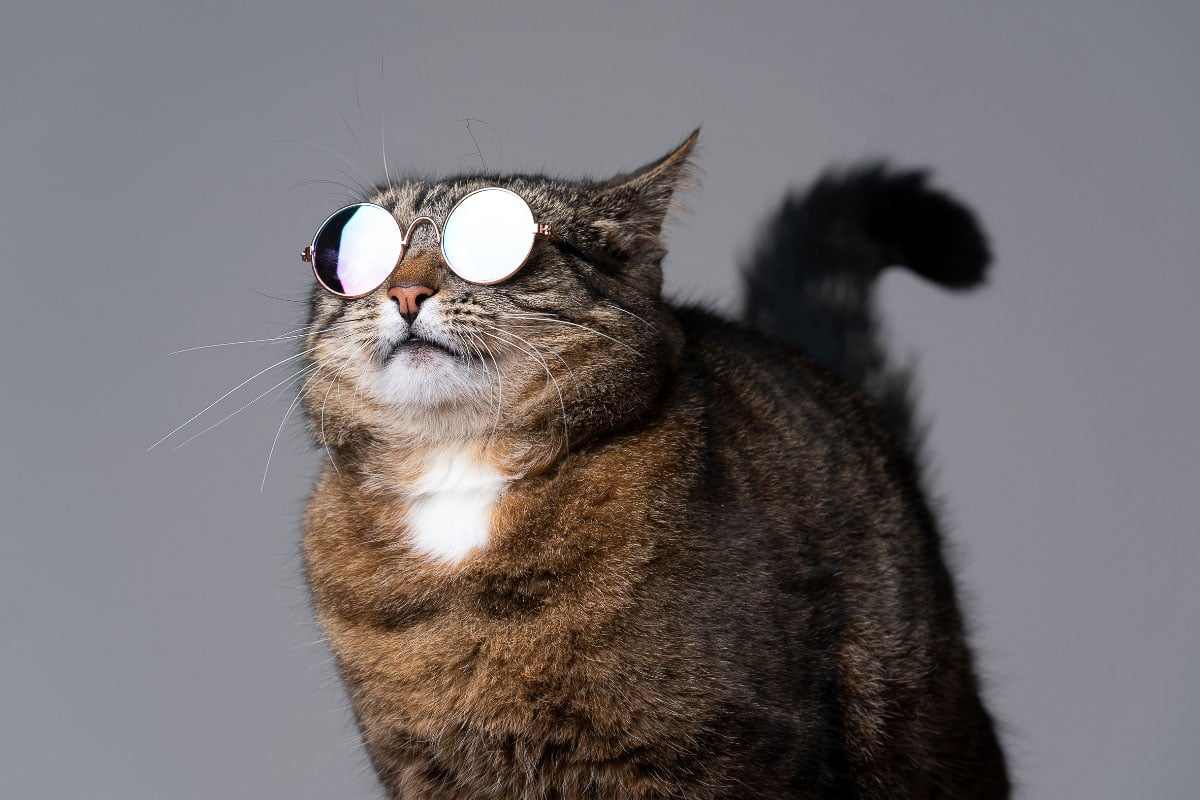 9 Super Cool Cat Breeds I The Discerning Cat