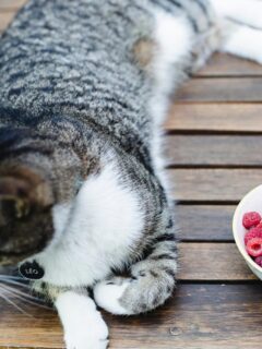 tabby cat with bowl of raspberreis