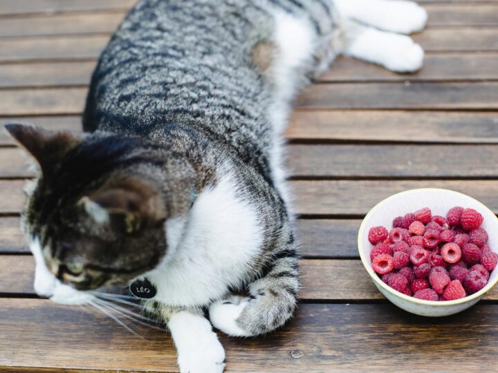 Can Cats Eat Raspberries? All the Fruity Facts Cat Lovers Need To Know