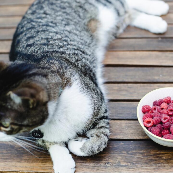 Can Cats Eat Raspberries? All the Fruity Facts Cat Lovers Need to Know