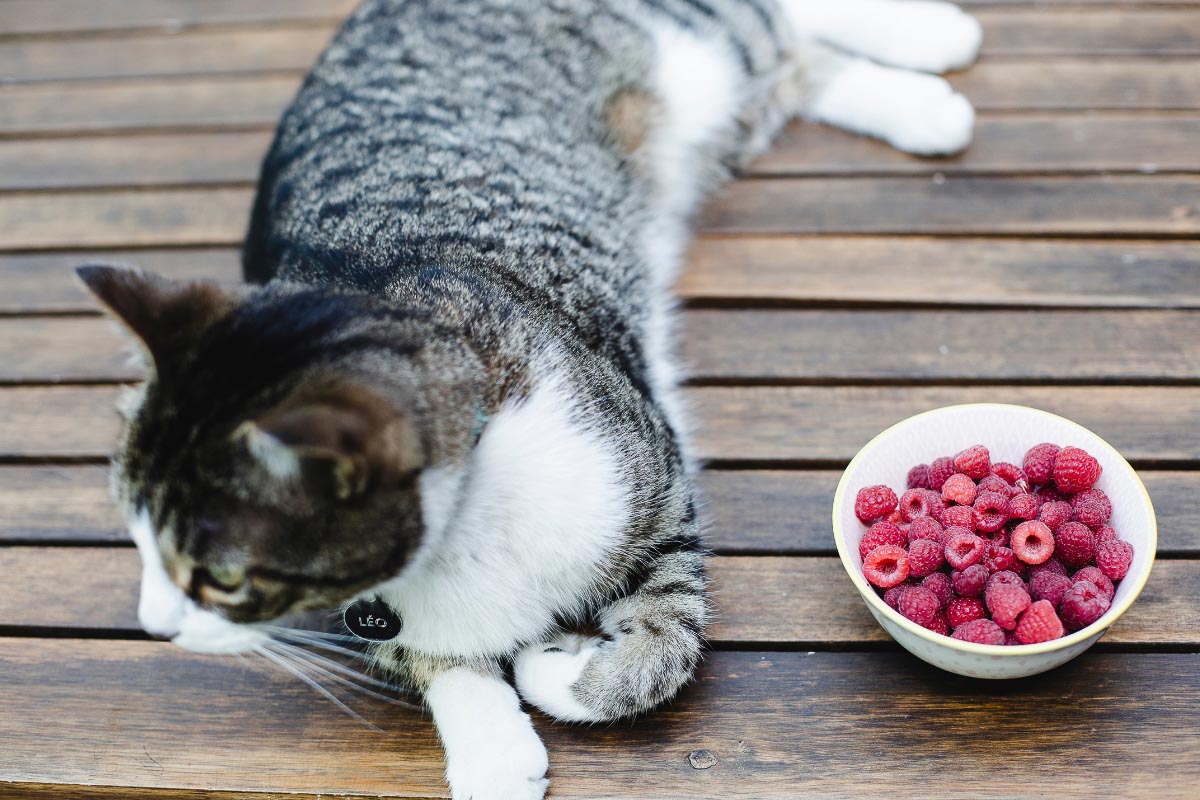 tabby cat with bowl of raspberreis can cats eat raspberries