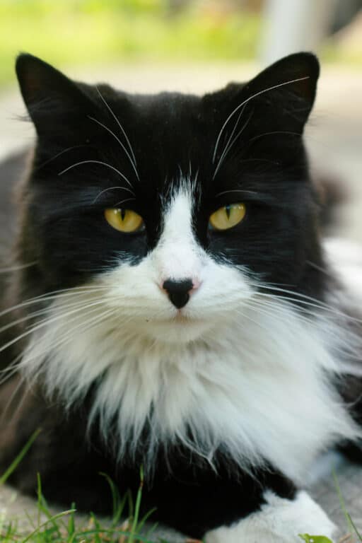 11 Terrific Tuxedo Cat Breeds: Is What They Say True? I The Discerning Cat