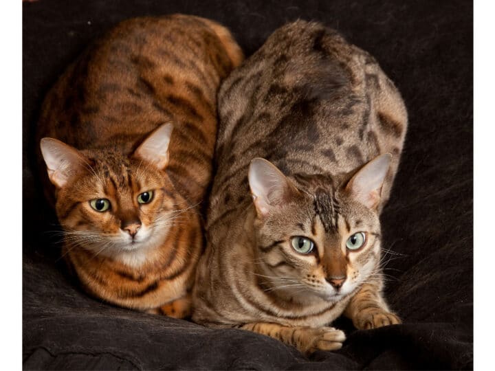 19 Awesome Bengal Cat Names
