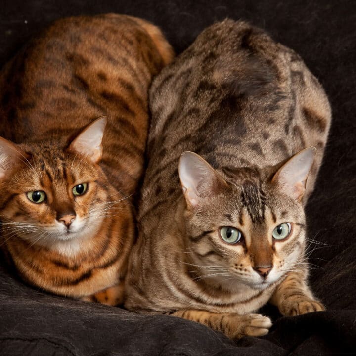 Good Bengal Names