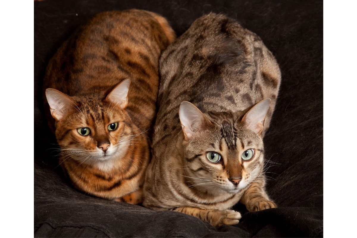 two bengal cats