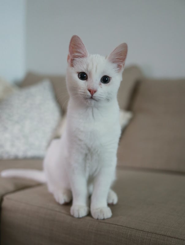 9 Wonderful White Cat Names You'll Love 14 white cat perched on couch