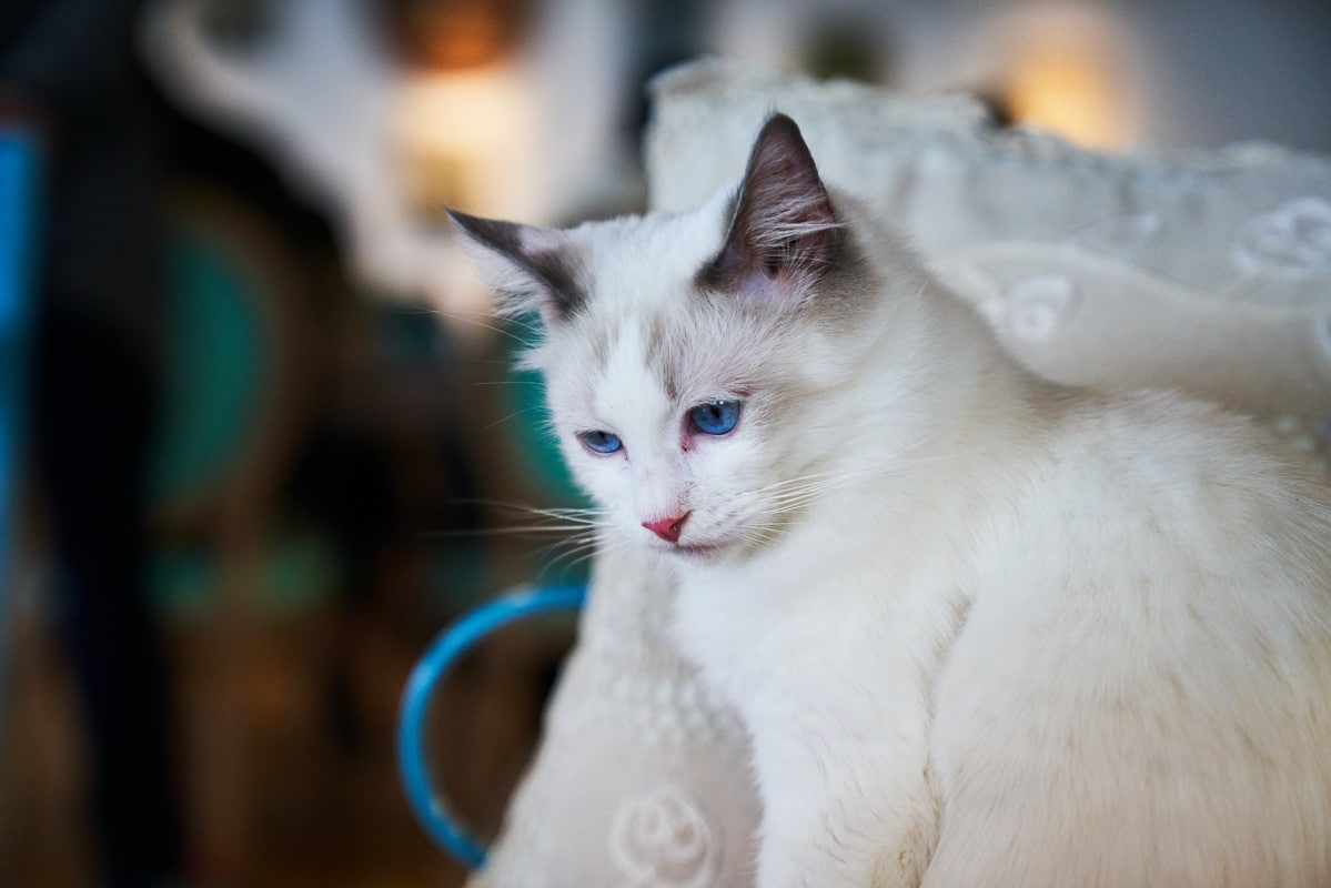 9 Wonderful White Cat Names You'll Love 13 white cat with blue eyes and dark ears