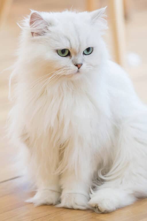 9 Wonderful White Cat Names You'll Love I Discerning Cat