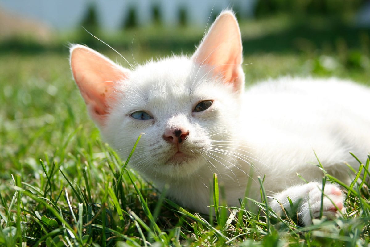 9 Wonderful White Cat Names You'll Love 6 white cat with different eye colours