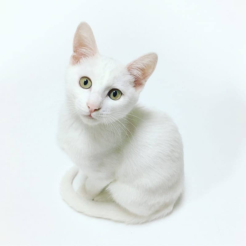 white cat with green eyes curled up