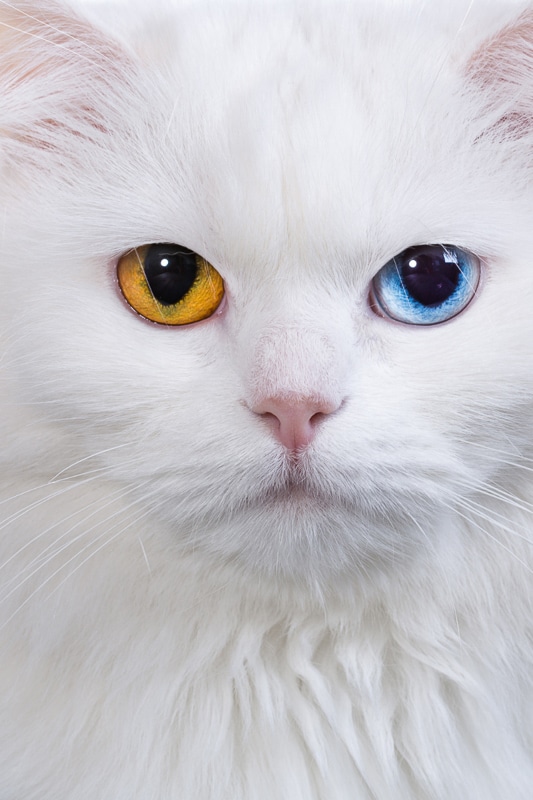 stuart little cat breed