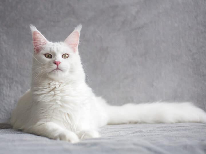 9 Wonderful White Cat Names You’ll Love