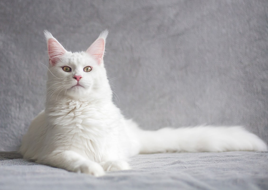 white cat with pointy ears and green eyes white cat names