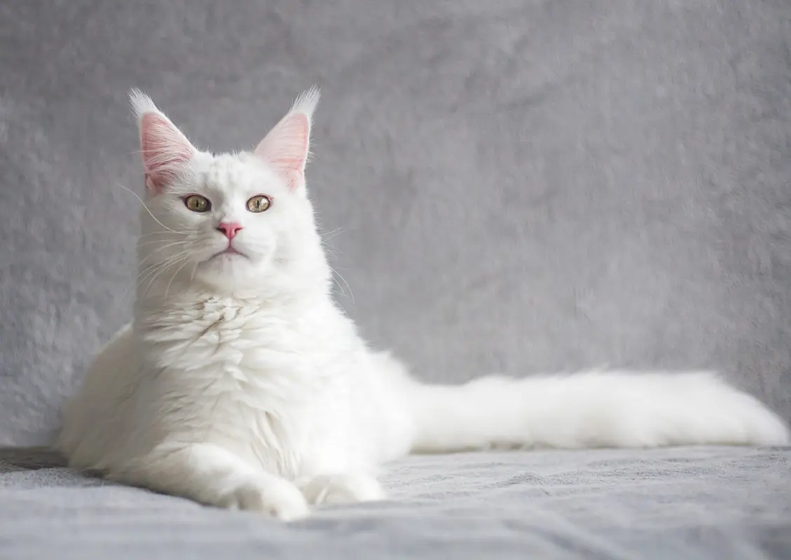 9 Wonderful White Cat Names You Ll Love I Discerning Cat