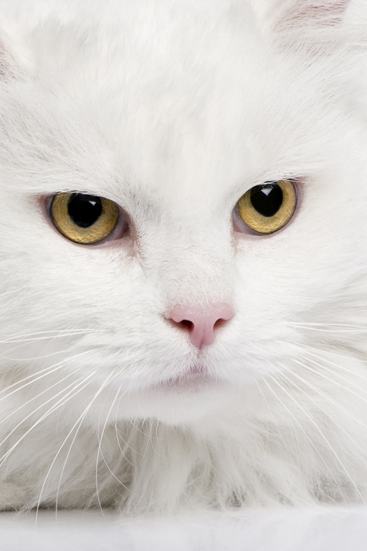 9 Wonderful White Cat Names You'll Love I Discerning Cat