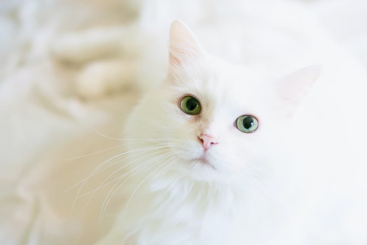 9 Wonderful White Cat Names You'll Love 8 white kitten with green eyes