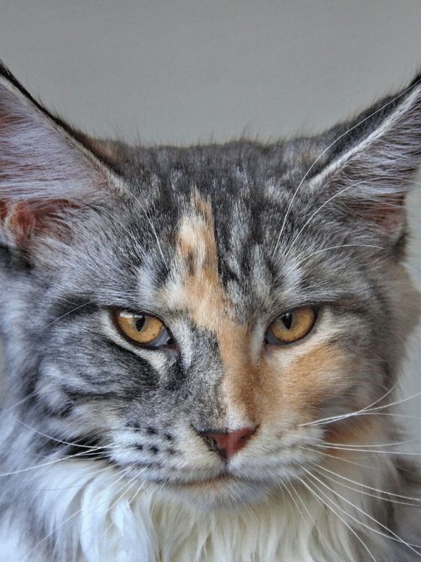 silver maine coons