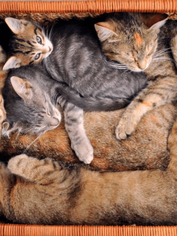Multiple cats sleeping in a basket