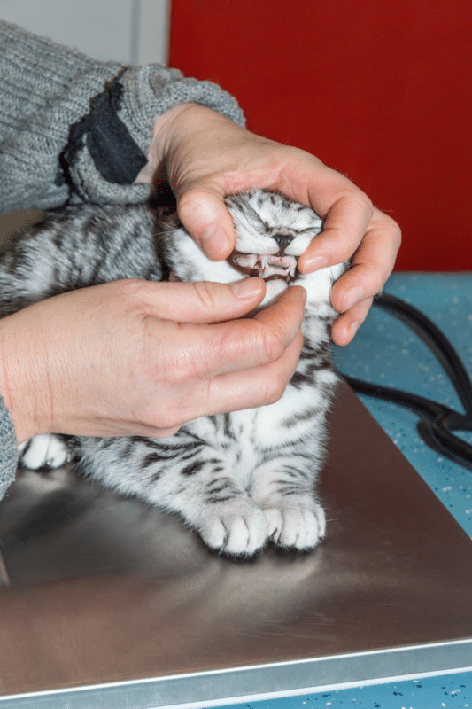 grey and white cat having its teeth checked