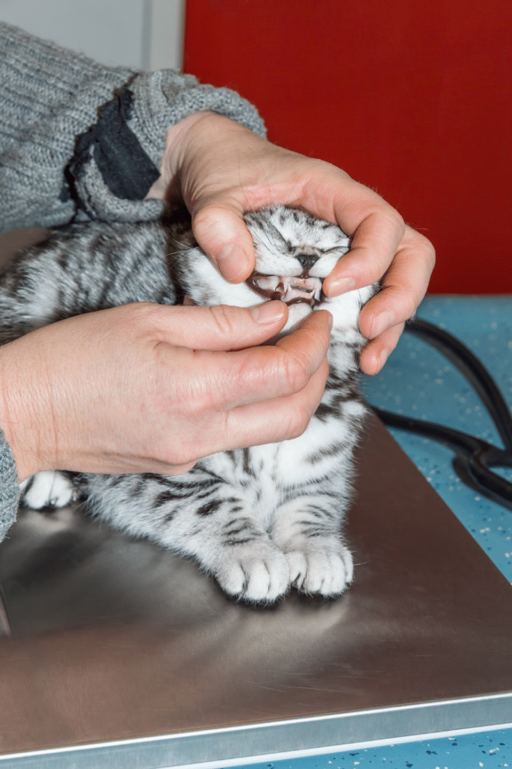 How to Keep Cats Teeth Clean without Brushing (2022) What Cat Owners