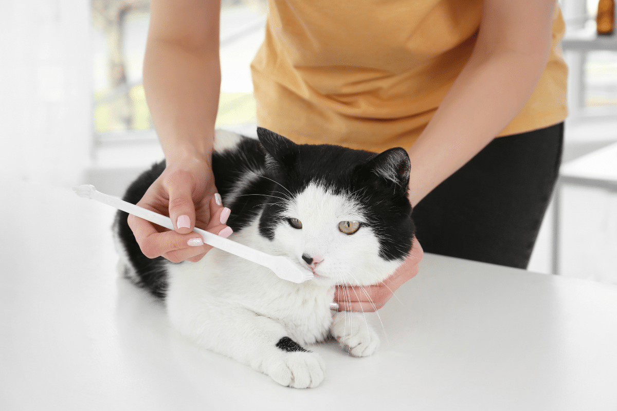 black and white cat with toothbrush