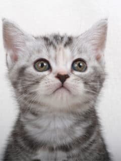 american shorthair cat breed
