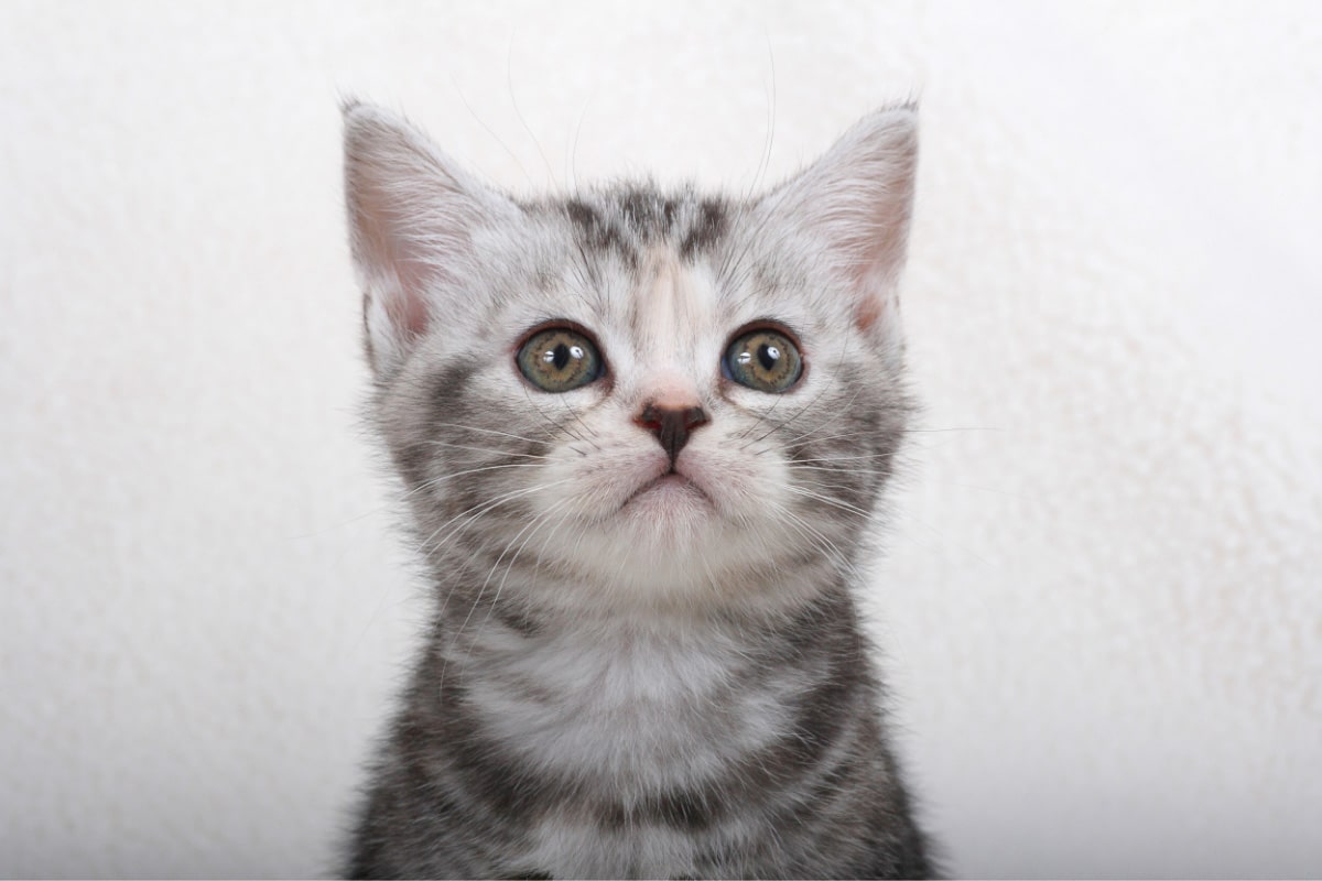 raza de gato americano de pelo corto