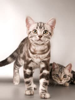 american shorthair kittens