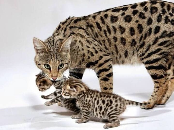 23 Most Expensive Cat Breeds in the World