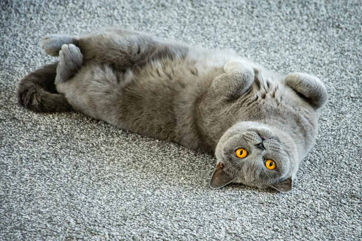 Blue British shorthair