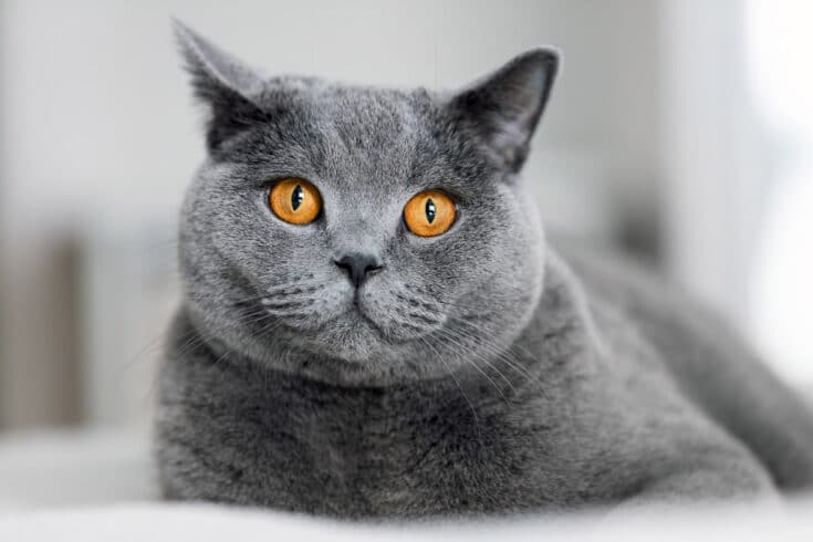 12 Most Popular British Shorthair Colors | From Cinnamon To Lilac I ...