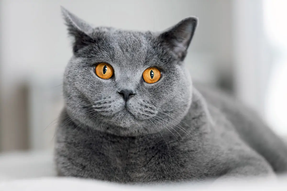 12 Most Popular British Shorthair Colors From Cinnamon To Lilac I Discerning Cat