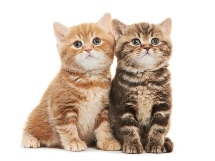 6 Best Kitten Wet Food Options Your Cat will Love