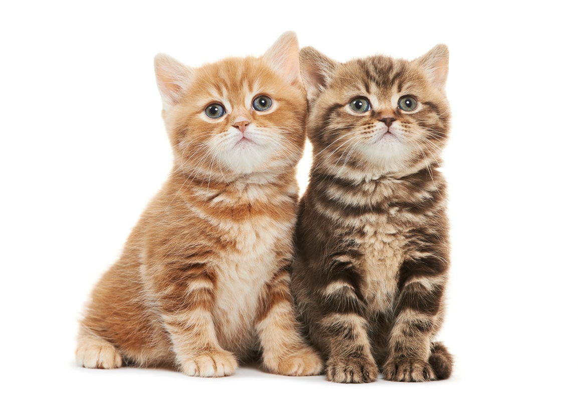 Deux chatons British Shorthair sur un fond blanc.