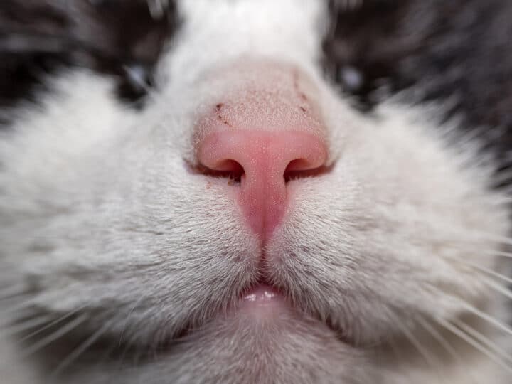 Why Does my Cat Drool? 9 Reasons You Should Know
