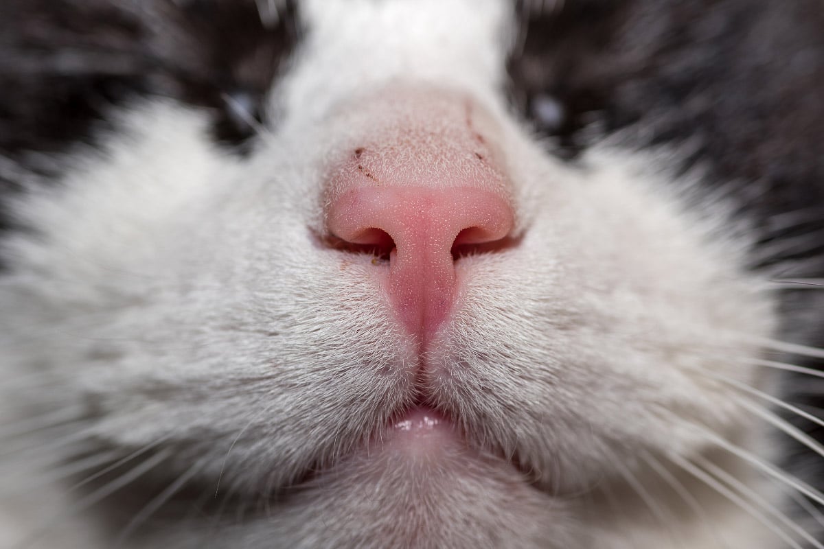 Close up look of a cat's pinkish nose and its mouth with its whiskers around it.