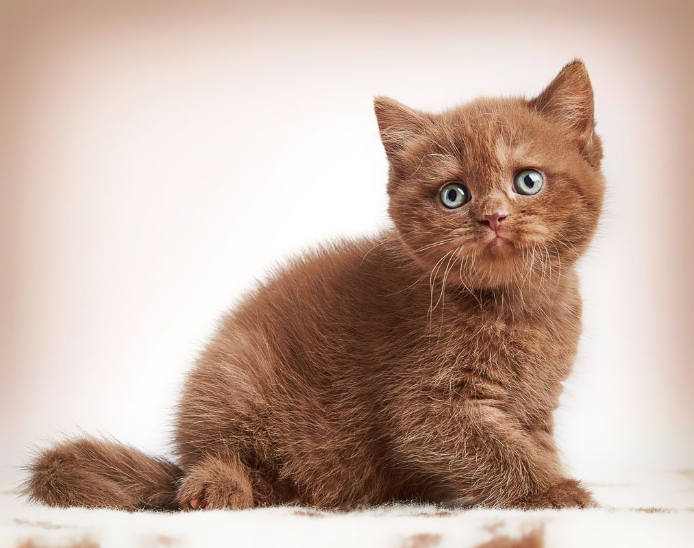 Kucing British Shorthair Mix Persian