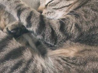 cropped-grey-cat-asleep-curled-up.jpg