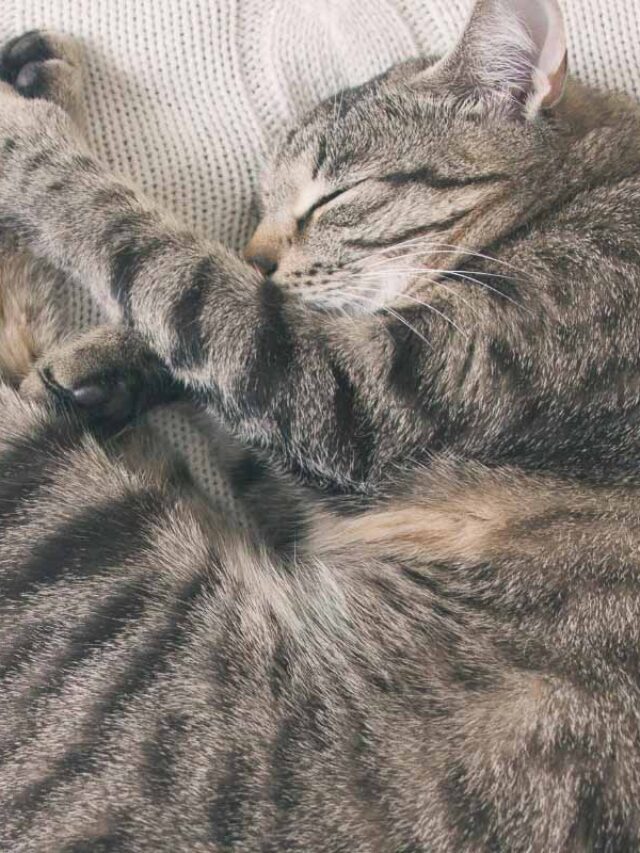 9 Sleeping Positions for Sick Cats All Owners Should Be Aware Story