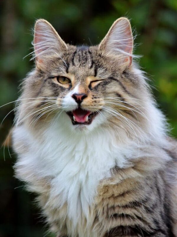 cropped-norwegian-forest-cat-tabby-winking.jpg