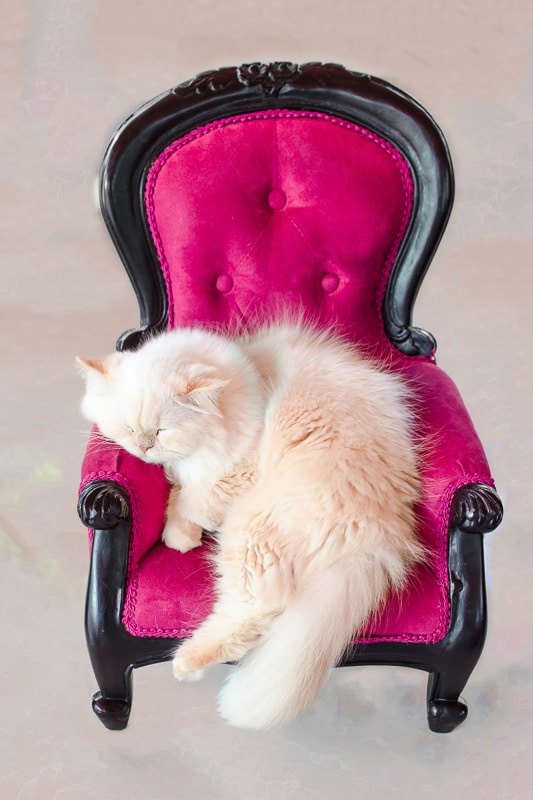 fulffy white cat asleep on pink chair