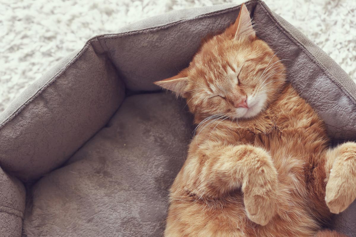 ginger cat asleep in bed with paws up