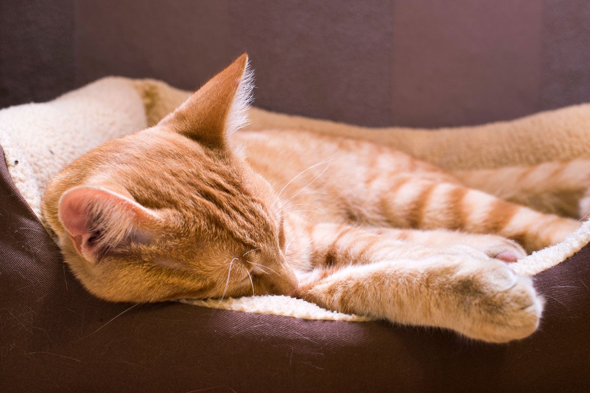chat roux endormi dans un lit de chat avec les pattes en l'air