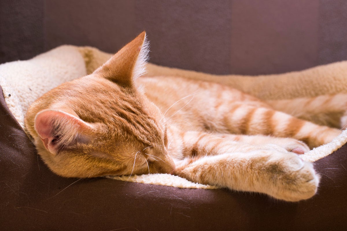 ginger cat asleep in cat bed with paws out