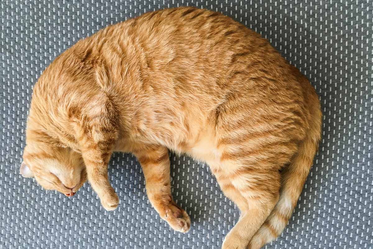 Chat roux dormant en position recroquevillée sur le sol.