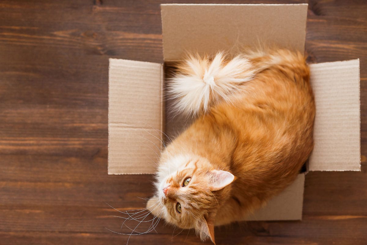 ginger cat in cardboard box